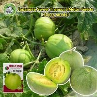 ราคา หวานกรอบ เมล็ดพันธุ์ เมล่อนแอปเปิล Crispy Sweet Japanese Melon Seeds เมล็ดพันธุ์เมล่อนแอปเปิล เมล็ดเมล่อนแอปเปิ้ล (24593354373)