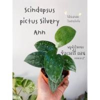 ราคา Scindapsus pictus Silvery ann พลูหัวใจแนบ (20081200478)