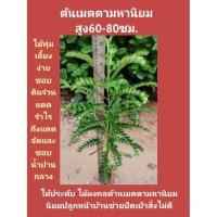 ราคา ต้นเมตตามหานิยม​ สูง60ซม.ขึ้นไป ราคา 65บาท (มีราคาขายส่งค่ะ)**สินค้าขายดี** (7132873352)