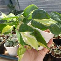 ราคา พลูบราซิล ด่าง 3 สี Philodendron Cream Splash พลูบราซิล 3 สี (13563402368)