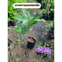 ราคา ต้นพวงครามออสเตรเลีย พวงครามม่วง (46655424281)