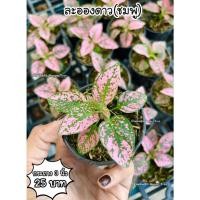 ราคา ต้นละอองดาวสีชมพู จัดส่ง 2 ต้นขึ้นไป คละแบบได้ (21900659152)