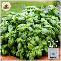 ราคา ☘️เมล็ดพันธุ์โหระพาอิตาเลี่ยน(Italian Basil) (22331624392)