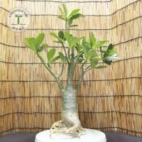 ราคา ต้นชวนชม ทรงบอนไซ รากธรรมชาติ Bonsai adenium - 07 (7539367343)