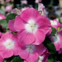 ราคา 25 เมล็ด ดอกแพงพวย แพงพวยฝรั่ง แพงพวยบก นมอิน Vinca Seeds สายพันธุ์ พิงค์ เฮโล่ (41529985214)