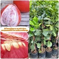 ราคา ต้นส้มโอแดงเวียดนามแท้ กิ่งทาบ ขนาด30-50cm รับประกันพันธุ์ (7346741472)
