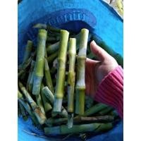 ราคา พันธุ์หญ้าเนเปียร์ปากช่องชุดละ 50 ท่อน (11788355381)