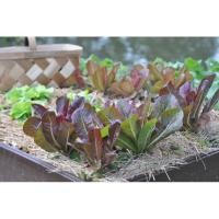 ราคา เมล็ด ผักสลัด คิมมารอน - Cimmaron Romaine Lettuce (136411957)