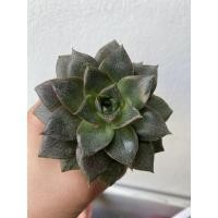 ราคา กุหลาบหิน succulent แคคตัส ไม้อวบน้ำ กระถาง 2 นิ้ว (4459243842)