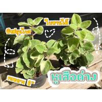 ราคา ต้นหูเสือด่าง ไม้สมุนไพร ต้นแน่นๆสวยๆ (9470912064)