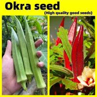 ราคา Okra Seeds Vegetable Seeds เมล็ดพันธุ์กระเจี๊ยบ เมล็ดพันธุ์ กระเจี๊ยบมอญ สีแดง ควีนสตาร์ เมล็ดพันธุ์ผัก เมล็ดพันธุ์ (54810141103)