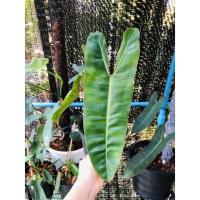 ราคา ฟิโลเดนดรอนก้านส้ม/philodendron billietiae (15334600254)