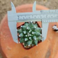 ราคา นิตยาพาซื้อแมมอิรุซามุ (Mammillaria bucareliensis)/ดอกสีชมพู/ส่งทั้งกระถาง/พร้อมส่ง (22842157488)