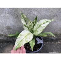 ราคา เดหลีด่าง peace lily variegated (15864835649)