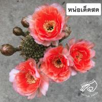 ราคา โลบิเวีย Lobivia โลบีเวีย api01 หน่อเด็ดสด หน่อ อิชินอป Echinopsis อิชินอปซิส กระบองเพชร แคคตัส สวน เมล็ดกระบองเพชร (8787365508)