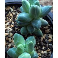 ราคา เมล็ดพันธุ์ ไม้อวบน้ำ (Succulent) บ้านและสวน (1494107171)