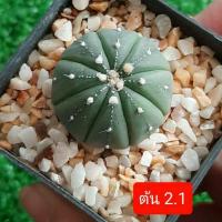 ราคา แอสโตร แอสทีเรีย ไม้เพาะเมล็ด ชุดที่2 ต้นกระบองเพชร แอสโตร (5853698783)