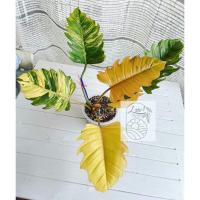 ราคา Philodendron caramel marble 88,000฿ 6 leaves, length 30 to 31 centimeters. #Philodendron #caramelmarble (20204106269)