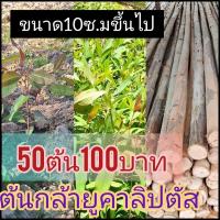 ราคา ต้นกล้ายูคาลิปตัส 10ซม ขึ้นไป 50ต้น 100บาท (52809413615)