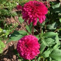 ราคา 100 เมล็ด เอ็กไคนาเซีย ดอกอิชิเนเชีย Echinacea Seed สายพันธุ์ Lovely Lolly (44809079570)