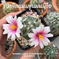 ราคา เมล็ดแมมชูแมน Mammillaria schumannii v. globosa ดอกสีขาว ดอกผักบุ้ง x หนามเดียว x ด่าง เมล็ดแคคตัส เมล็ดกระบองเพชร (3183770390)