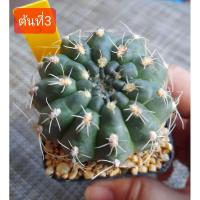 ราคา แคคตัส ยิมโนบัลเดียนั่ม ขนาด 5-6ซม.ยิมโน Gymnocalycium baldianum (5665494148)
