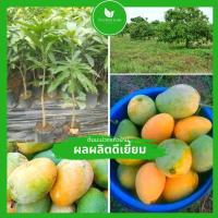 ราคา ต้นกล้ามะม่วงแก้วบ้าน ติดผลหลังปลูก 1 ปี อายุ 25 ปี ทาบกิ่งสูง 60-80ซม. แข็งแรง พร้อมปลูก (20174721765)