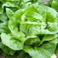 ราคา ต้นกล้าสลัด บัตเตอร์เฮด Butterhead Lettuce ต้นกล้าพร้อมปลูก กล้าละ 10 บาท (9562756356)