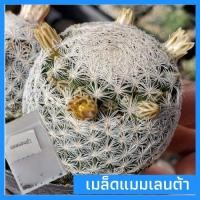 ราคา เมล็ดแคคตัส เมล็ดแมมเลนต้า เมล็ดกระบองเพชร Mammillaria lenta (7218237920)