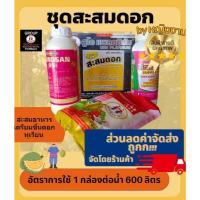 ราคา สะสมดอกหญิงงาม [หญิงงามแท้ 100%] สะสมดอก เพิ่มการออกดอก สร้างตาดอก (10086225683)
