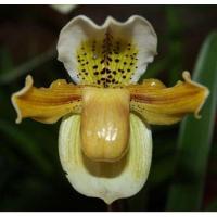 ราคา กล้วยไม้รองเท้านารีเหลืองกระบี่ Paphiopedilum exul กล้วยไม้พันธุ์แท้ (8214253704)