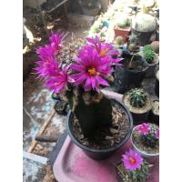 ราคา แมมชูแมนนิไอในกระถาง2” (21676826892)