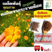 ราคา เมล็ดพันธุ์ดาวกระจายซ้อน ดอกใหญ่ ดาวกระจายซ้อน สีเหลือง สีส้ม คละสี คัดพันธุ์อย่างดี Cosmos ดอกคอสมอส ออร์แกนิค ดอกไม้ (12949940767)
