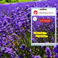 ราคา เมล็ดพันธุ์ลาเวนเดอร์ – Lavender (เมล็ดพันธุ์นำเข้าจากต่างประเทศคุณภาพดี) (7640559105)