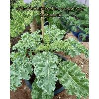 ราคา เมล็ดพันธุ์เคลใบหยิก Vate Blue Curled Kale ชุด100เมล็ด (27630890885)