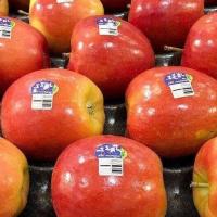 ราคา 20 เมล็ด แอปเปิ้ล สายพันธุ์แจ๊ส Jazz Apple Apple Seed มีคู่มือปลูก (22350799873)