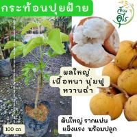ราคา ต้นพันธุ์กระท้อนปุยฝ้ายแท้ ลพบุรี ต้นใหญ่ แข็งแรง พร้อมปลูก ผลใหญ่ เนื้อหนา นุ่มฟู หวานฉ่ำ ต้นกระท้อน ปุยฝ้าย ผลไม้ (43163694266)