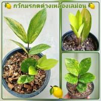 ราคา กวักมรกตด่างเหลืองเลม่อน กวักมรกตด่างเลม่อน ลายด่างสวย ต้นแข็งแรง (43761364194)