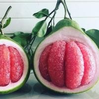 ราคา ต้นส้มโอ Pomelo พันธุ์ ทับทิมสยาม ลำต้นสูง 60-70 ซม ทาบกิ่ง (9571989048)