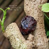 ราคา Garnet | Pyrope garnet | โกเมน #9 ♥️ #หินดิบ หินสะสม หินนำโชค หินมงคล - AD gemstone (15115003318)