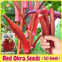 ราคา เมล็ดพันธุ์ กระเจี๊ยบมอญ สีแดง 50 เมล็ด Red Burgundy Okra Seed Vegetable Seed เมล็ดกระเจี๊ยบ เมล็ดพันธุ์ผัก ผักสวนครัว (56060420338)