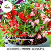 ราคา เมล็ดพันธุ์ดอกเทียนซ้อน บรรจุ 120 เมล็ด (47307935845)