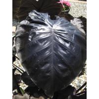 ราคา เมล็ด Colocasia Black Coral (14300846787)