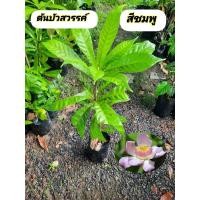ราคา ต้นบัวสวรรค์ บัวสวรรค์ สีชมพู (52505243873)