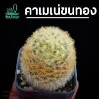 ราคา สวนขายเอง! แมมคาเมเน่ขนทอง Mammillaria carmenae สีทองไซส์กระถาง 2 นิ้ว แคคตัส แคนตัส กระบองเพชร ตะบองเพชร ต้นไม้ประดับ (29554439477)