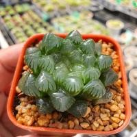 ราคา สินค้าใหม่ พึ่งนำเข้า Haworthia Cooperi var. Trancata Succulents 2U กุหลาบหินนำเข้า ไม้อวบน้ำ (4755094310)