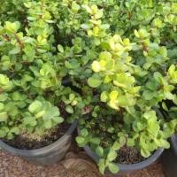 ราคา ต้น ดูดทรัพย์ คลาสซูล่า Crassula Ovata หรือ Jade Plant ไม้อวบน้ำ ต้นใบเงิน ไม้สวรรค์ (12561816121)