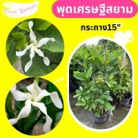 ราคา ต้นพุดเศรษฐีสยาม กระถาง 15 นิ้ว (22081779528)