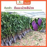ราคา [ผลออกเยอะ] มะม่วงผิวสีม่วง ผลผลิตสูง ทาบกิ่งสูง 50-70ซม. (22225263278)