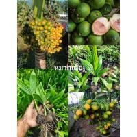 ราคา ต้นพันธุ์หมากเตี้ย/จ.สุรินทร์/ต้นละ29บาท (19035655332)